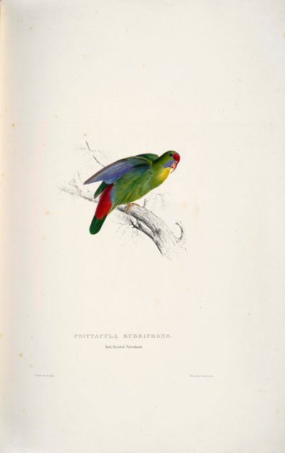 Psittacula rubrifrons door Edward Lear